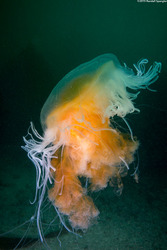 Phacellophora camtschatica (Egg-Yolk Jelly)