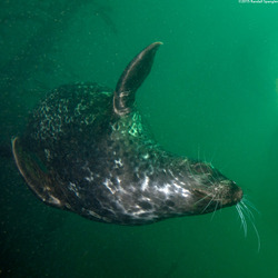 Phoca vitulina (Harbor Seal)