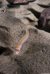 Ophidion scrippsae (Basketweave Cusk-Eel)