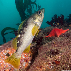 Sebastes flavidus (Yellowtail Rockfish)