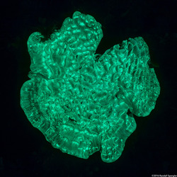 Helioseris cucullata (Sunray Lettuce Coral)