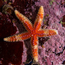 Orthasterias koehleri (Rainbow Star)