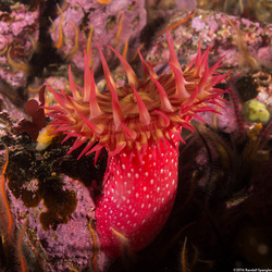 Urticina eques (White-Spotted Rose Anemone)