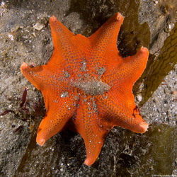 Patiria miniata (Bat Star)