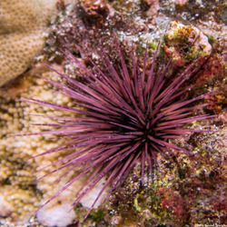 Echinostrephus aciculatus (Needle-Spined Urchin)