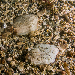 Pleuronichthys coenosus (C-O Sole)