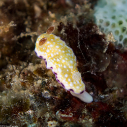 Goniobranchus albopustulosus (White-Bump Nudibranch)