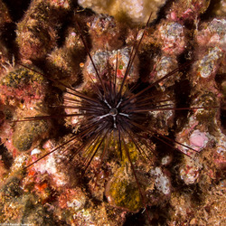 Diadema paucispinum (Long-Spined Urchin)