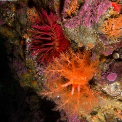 Cucumaria miniata (Orange Sea Cucumber)