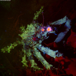 Loxorhynchus crispatus (Masking Crab)