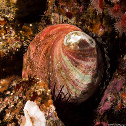 Haliotis rufescens (Red Abalone)