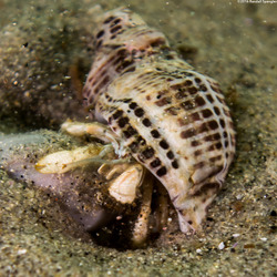 Isocheles pilosus (Moonsnail Hermit Crab)
