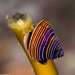 Calliostoma ligatum (Blue Top Snail)