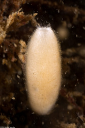 Leucilla nuttingi (Urn Sponge)