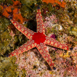 Fromia monilis (Peppermint Sea Star)