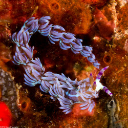 Pteraeolidia semperi (Blue Dragon Nudibranch)