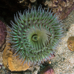Anthopleura xanthogrammica (Giant Green Anemone)