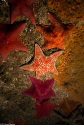Dermasterias imbricata (Leather Star)