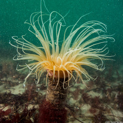 Pachycerianthus fimbriatus (Tube-Dwelling Anemone)