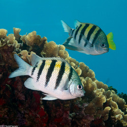 Abudefduf saxatilis (Sergeant Major)