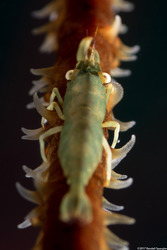 Pseudopontonides principis (Wire Coral Shrimp)