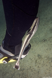 Echeneis naucrates (Sharksucker); This one decided I was a larger fish