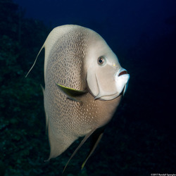 Pomacanthus arcuatus (Gray Angelfish)