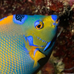Holacanthus ciliaris (Queen Angelfish)
