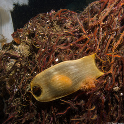 Cephaloscyllium ventriosum (Swell Shark)