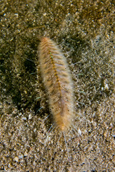 Hesperonoe sp.1 (Hesperonoe sp.1)