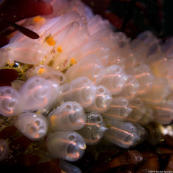 Clavelina huntsmani (Light Bulb Tunicate)