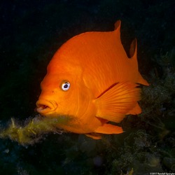 Hypsypops rubicundus (Garibaldi)