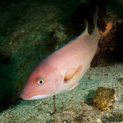 Semicossyphus pulcher (California Sheephead)