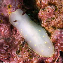 Cadlina flavomaculata (Yellow-Spot Cadlina)