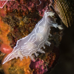 Tritonia festiva (Diamondback Tritonia)