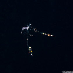 Lysmata sp.1 (Larval Cleaner Shrimp)