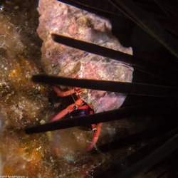 Calcinus haigae (Haig's Hermit Crab)