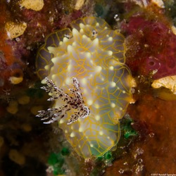 Halgerda terramtuentis (Gold Lace Nudibranch)