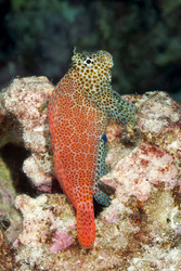 Exallias brevis (Spotted Coral Blenny)