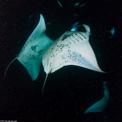 Mobula alfredi (Coastal Manta Ray)