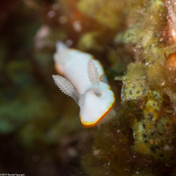 Goniobranchus albonares (White Gill Chromodoris)