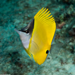 Forcipiger flavissimus (Common Longnose Butterflyfish)