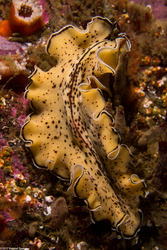 Pseudoceros montereyensis (Monterey Flatworm)