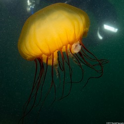 Chrysaora fuscescens (Brown Jellyfish)