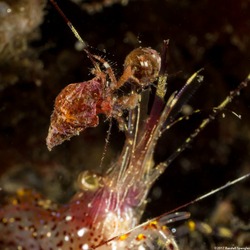 Haigiopagurus diegensis (San Diego Hermit Crab)