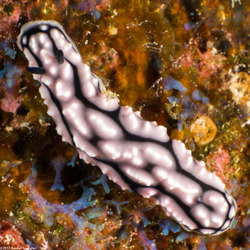 Phyllidiella lizae (Liz's Phyllidiella)