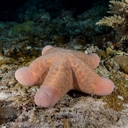 Choriaster granulatus (Granular Sea Star)