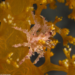 Hoplophrys oatesii (Soft Coral Crab)