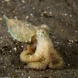 Octopus rubescens (Red Octopus)