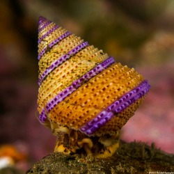 Calliostoma annulatum (Blue-Ring Top Snail)